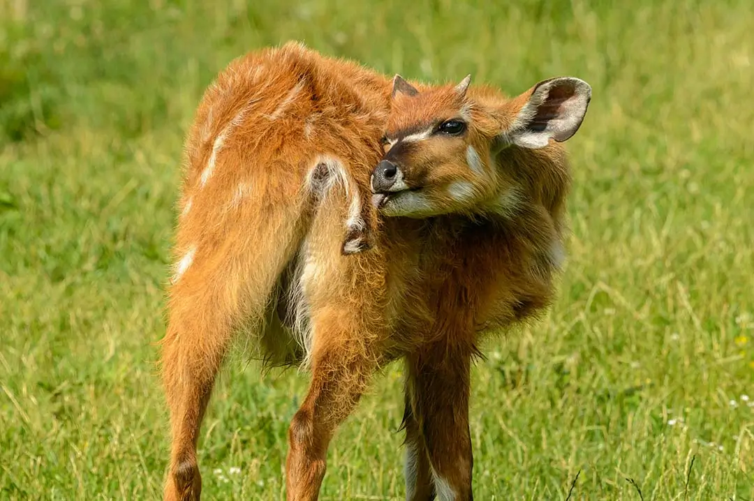 sitatunga